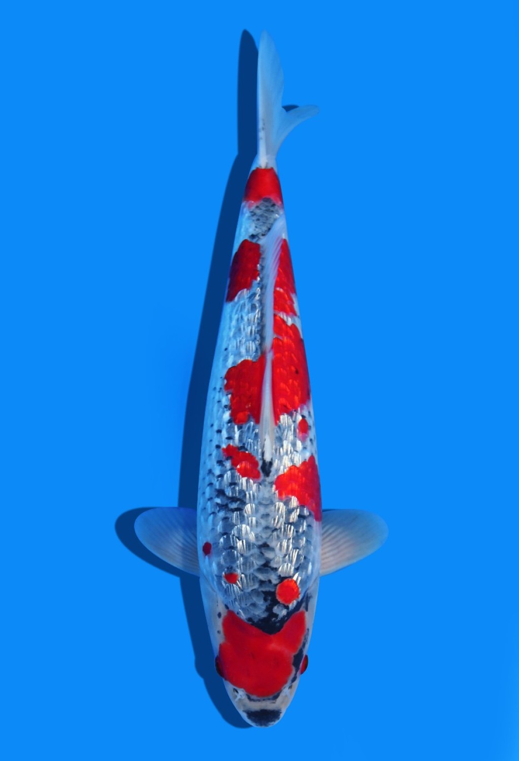 Juara 4