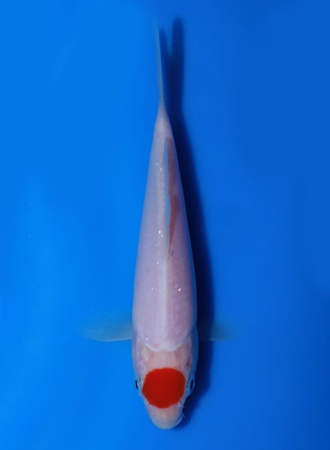 Best In Size C 13 - 15 cm