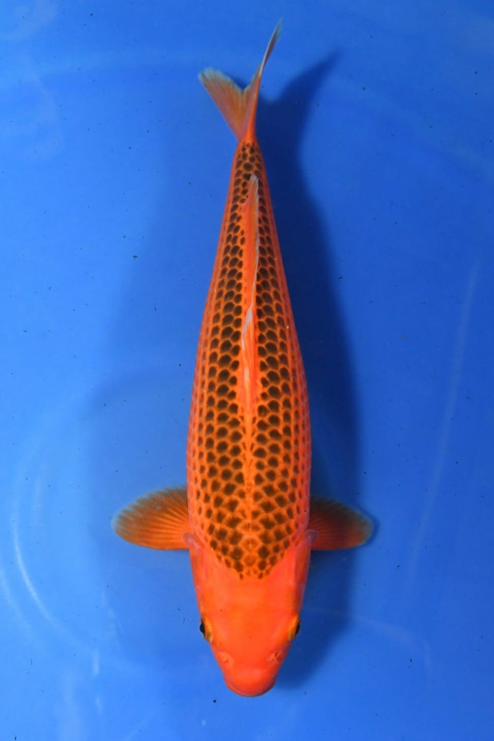 Juara 2