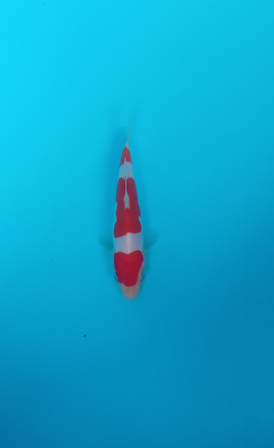Best In Size C  1-12 cm