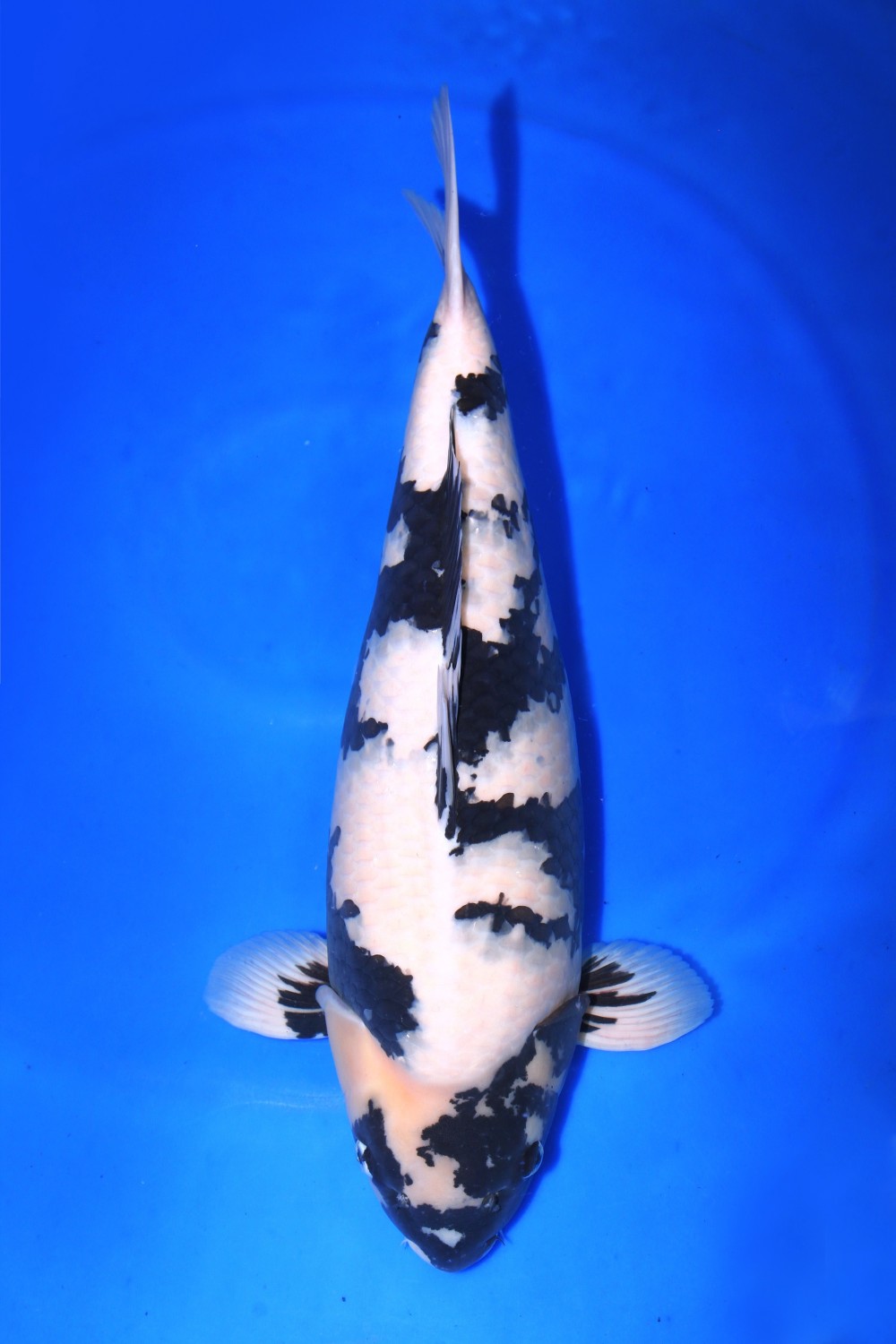 Best In Size B 61-65 cm