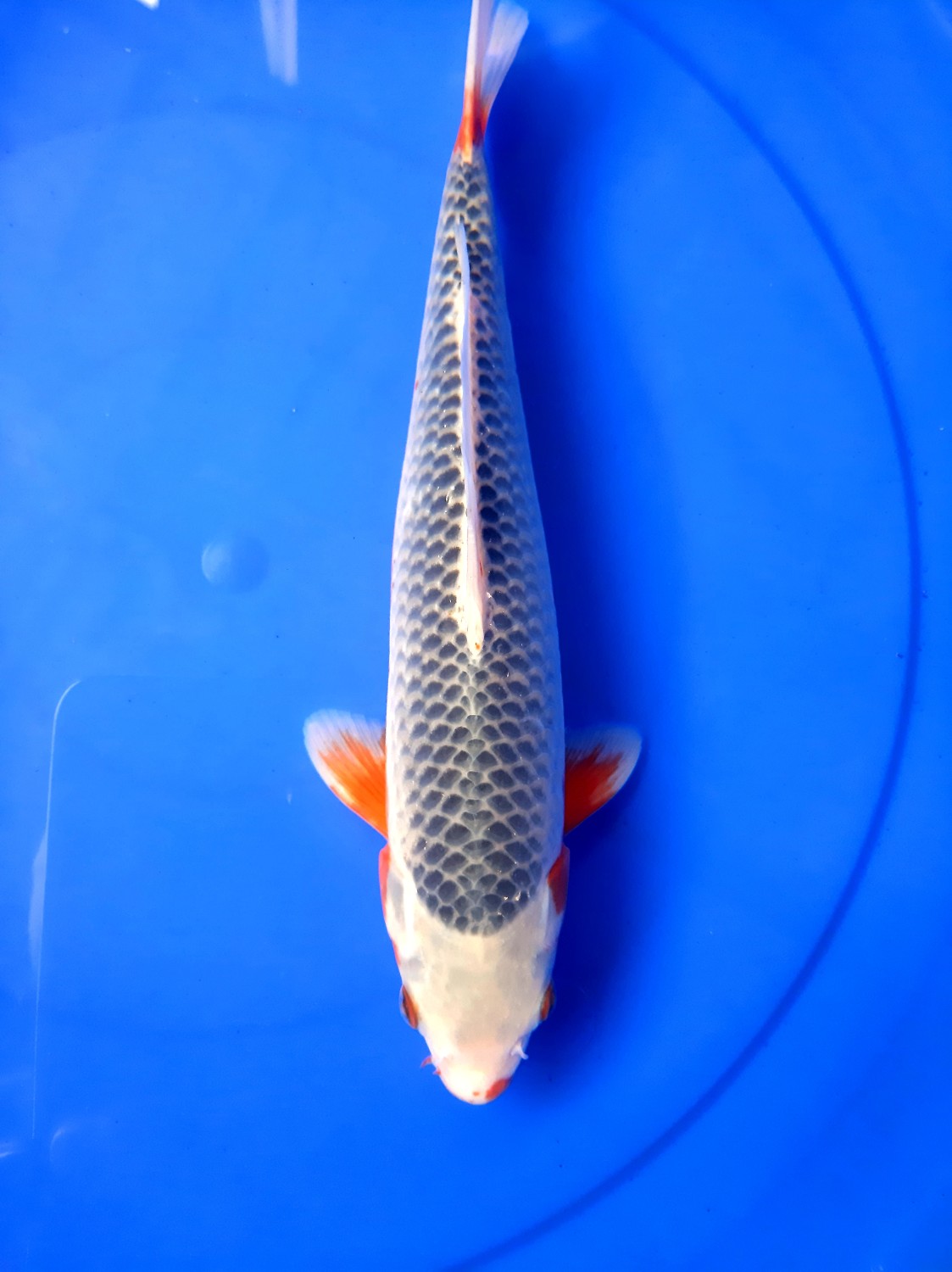 Best In Size D 26-30 cm