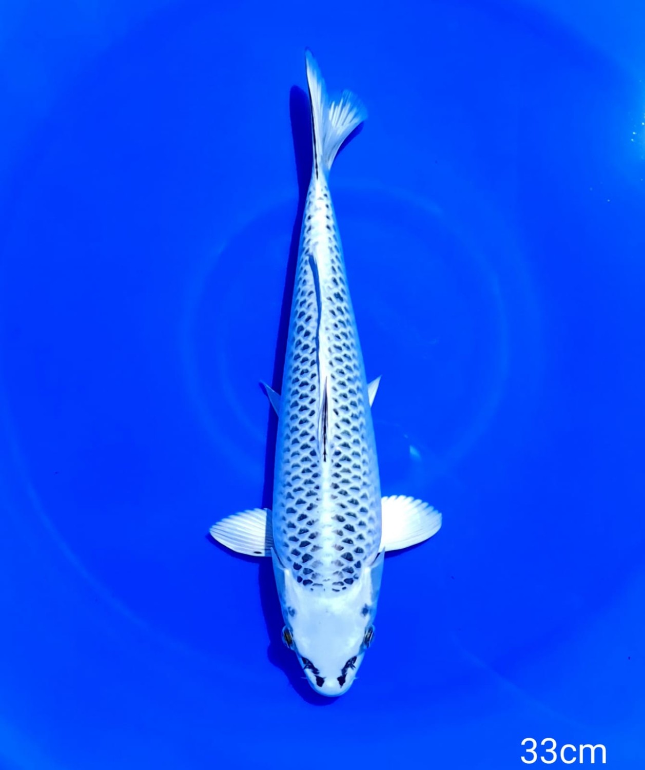 Juara 1
