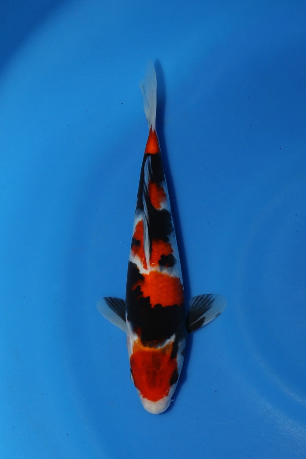 Juara 4