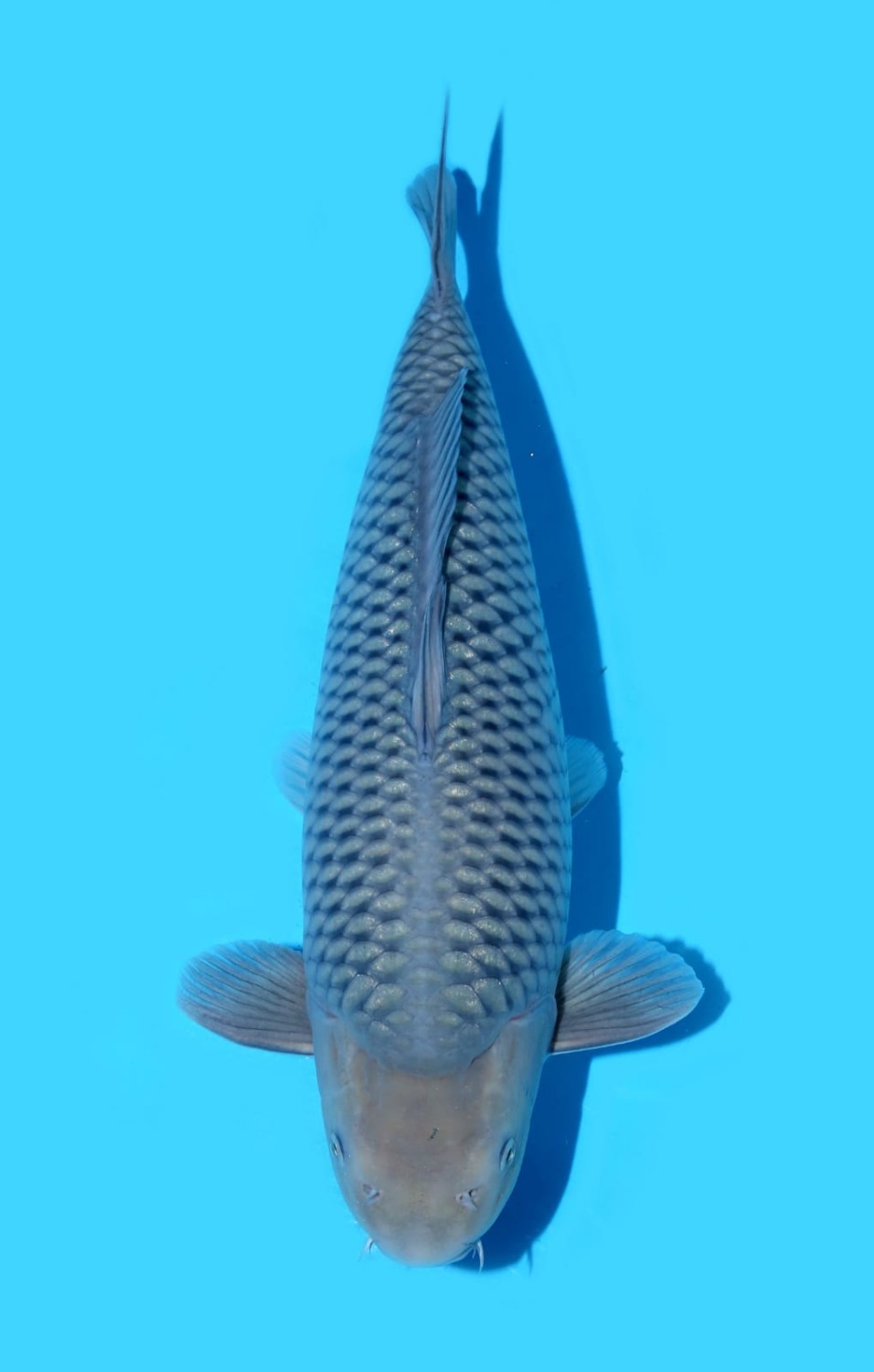 Juara 1