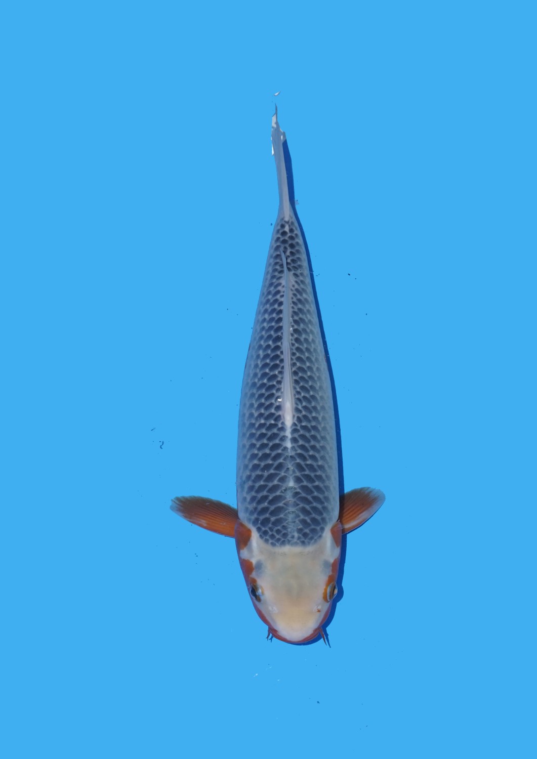 Juara 1