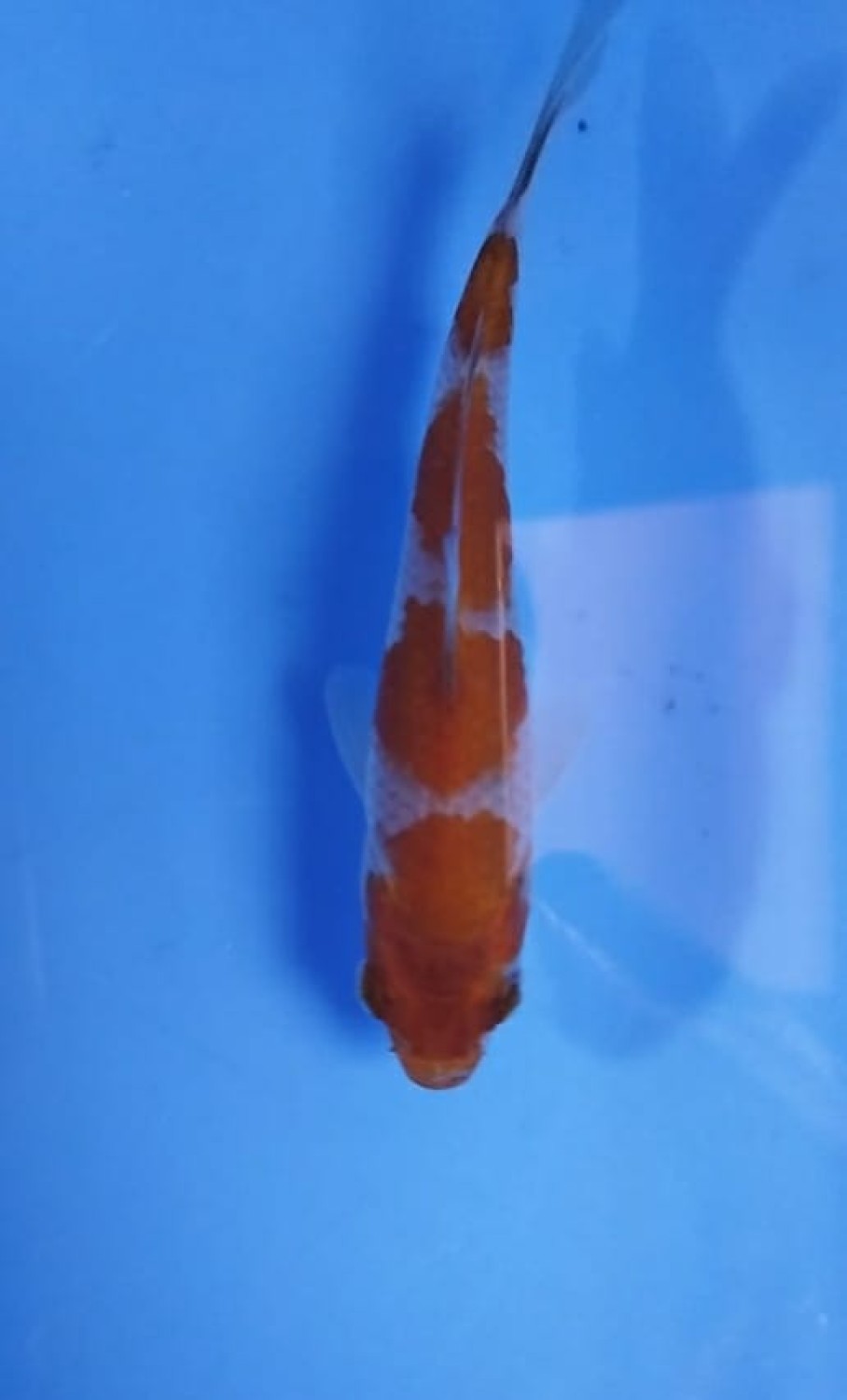 Juara 4