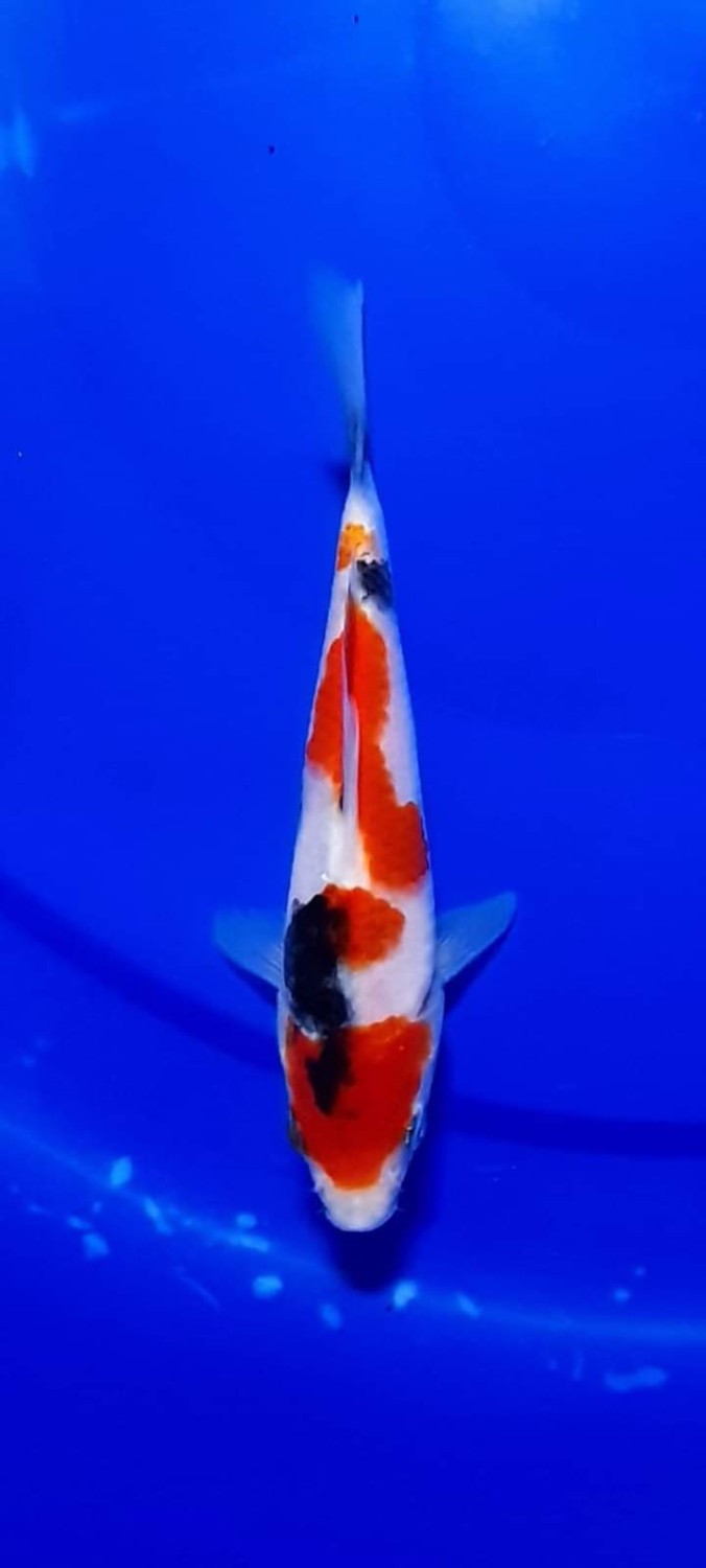 Juara 3