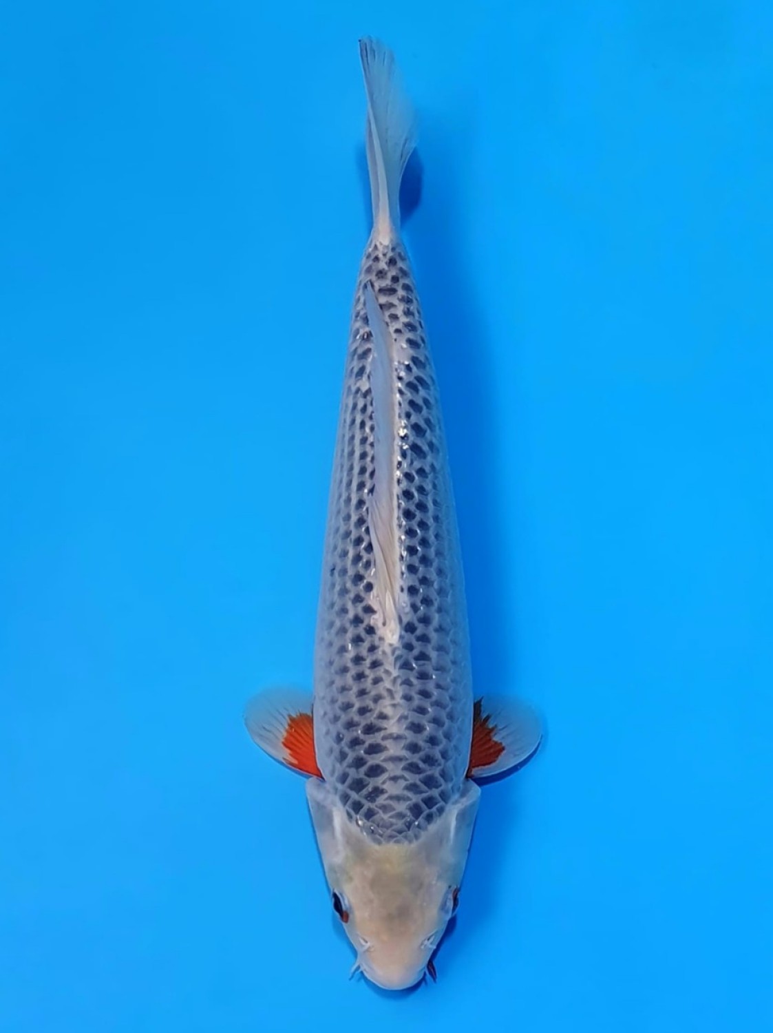 Juara 3