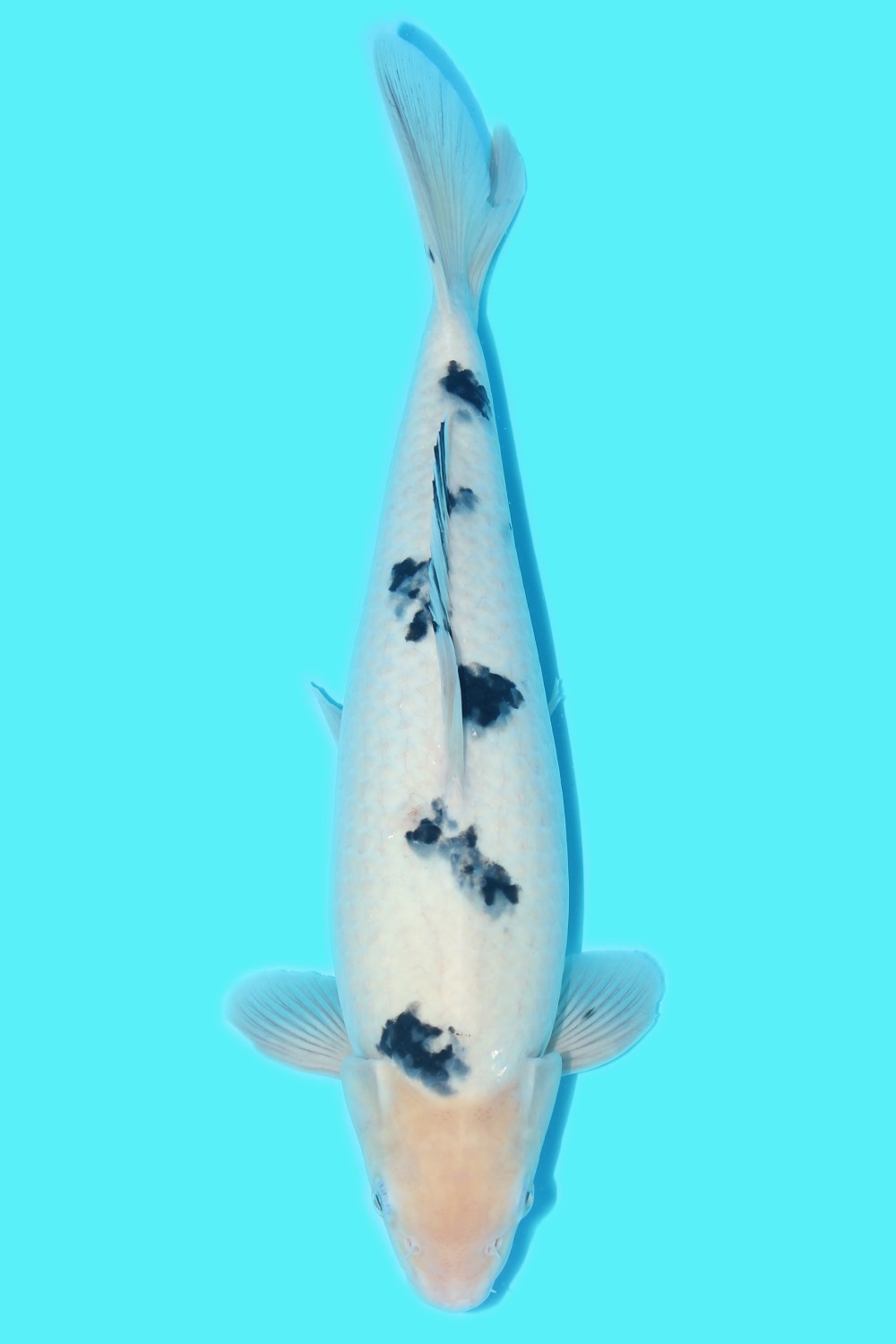 Juara 1