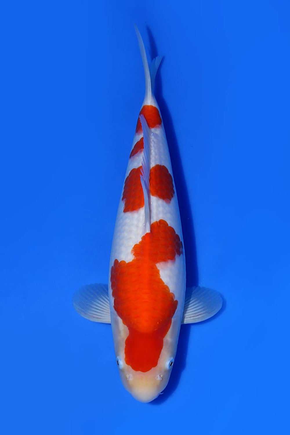 Juara 4