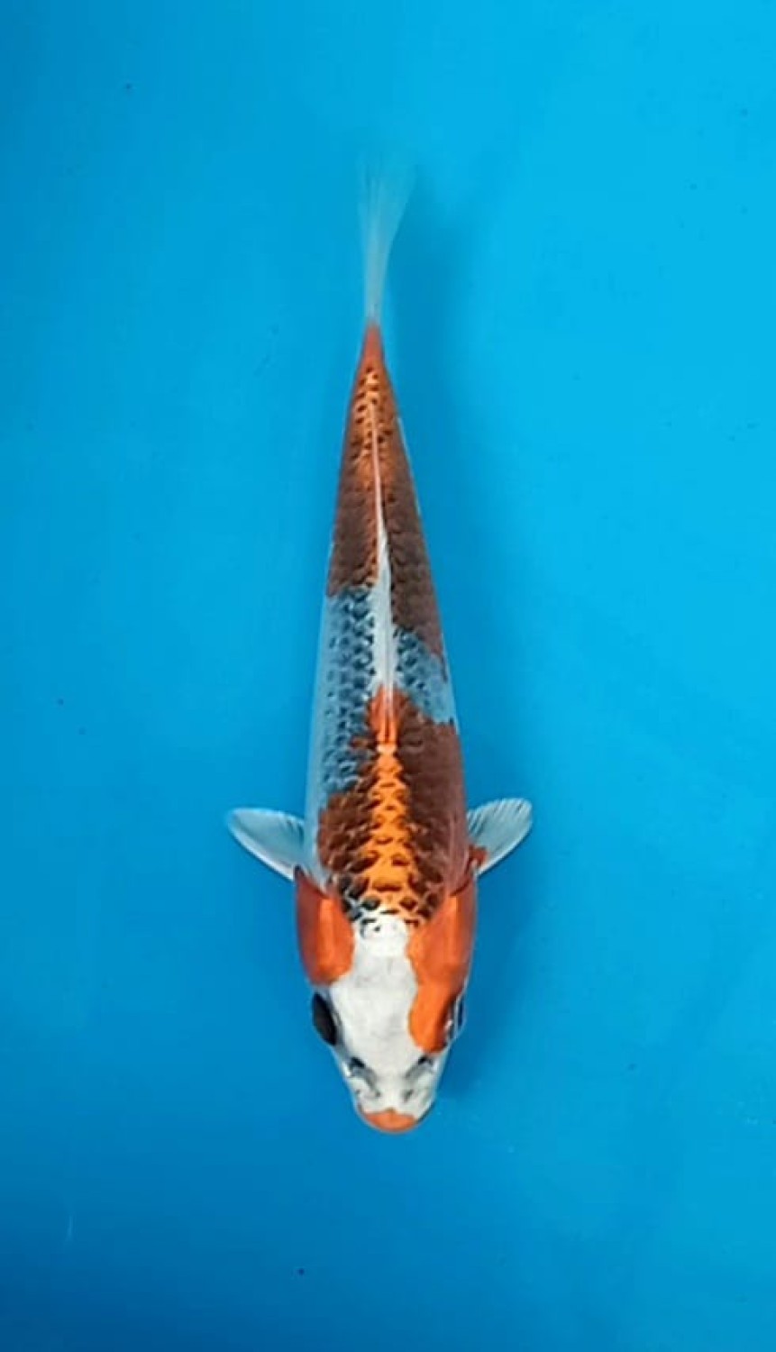 Juara 1