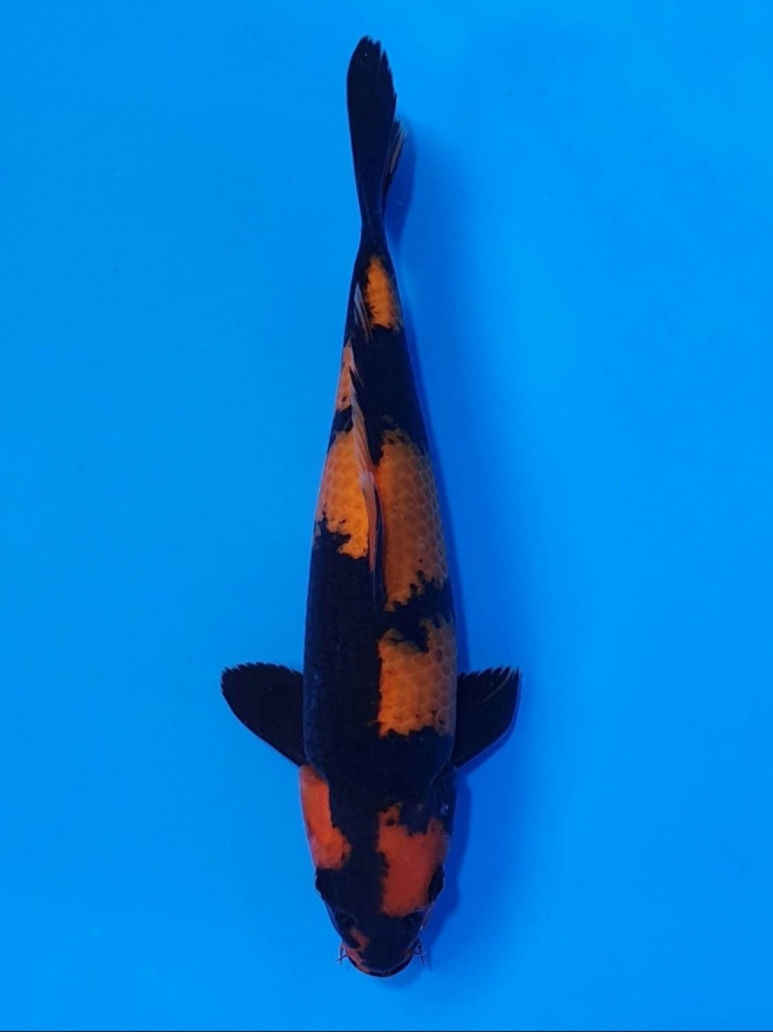 Juara 1