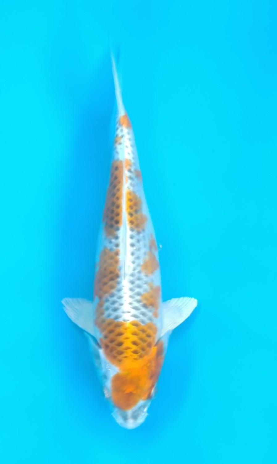Juara 5