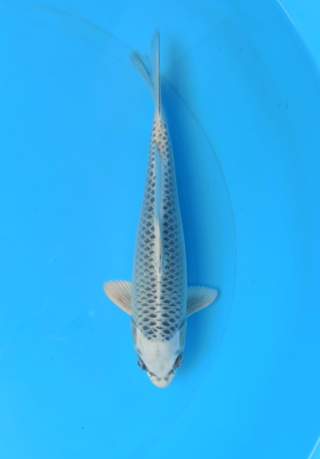 Best In Size E 21-25 cm