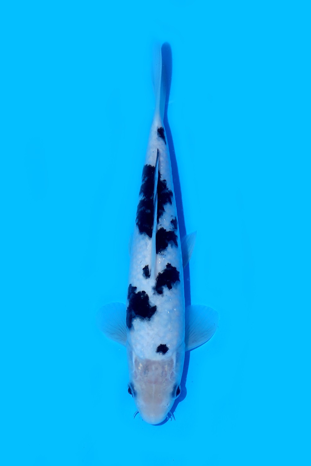 Juara 5