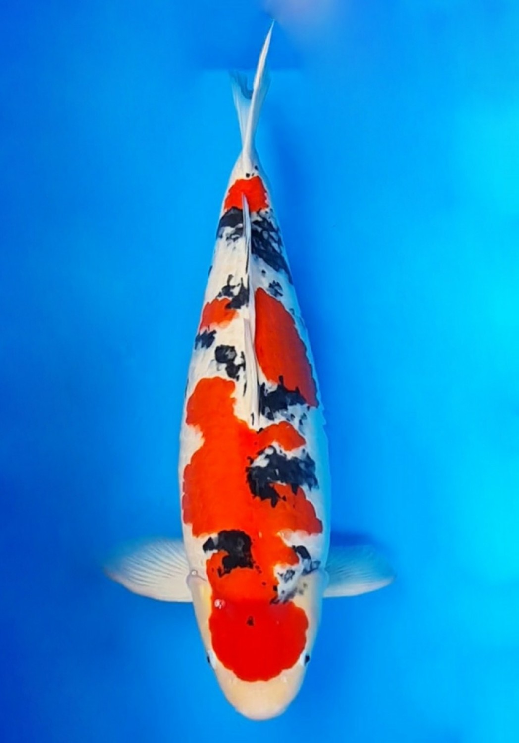 Juara 1