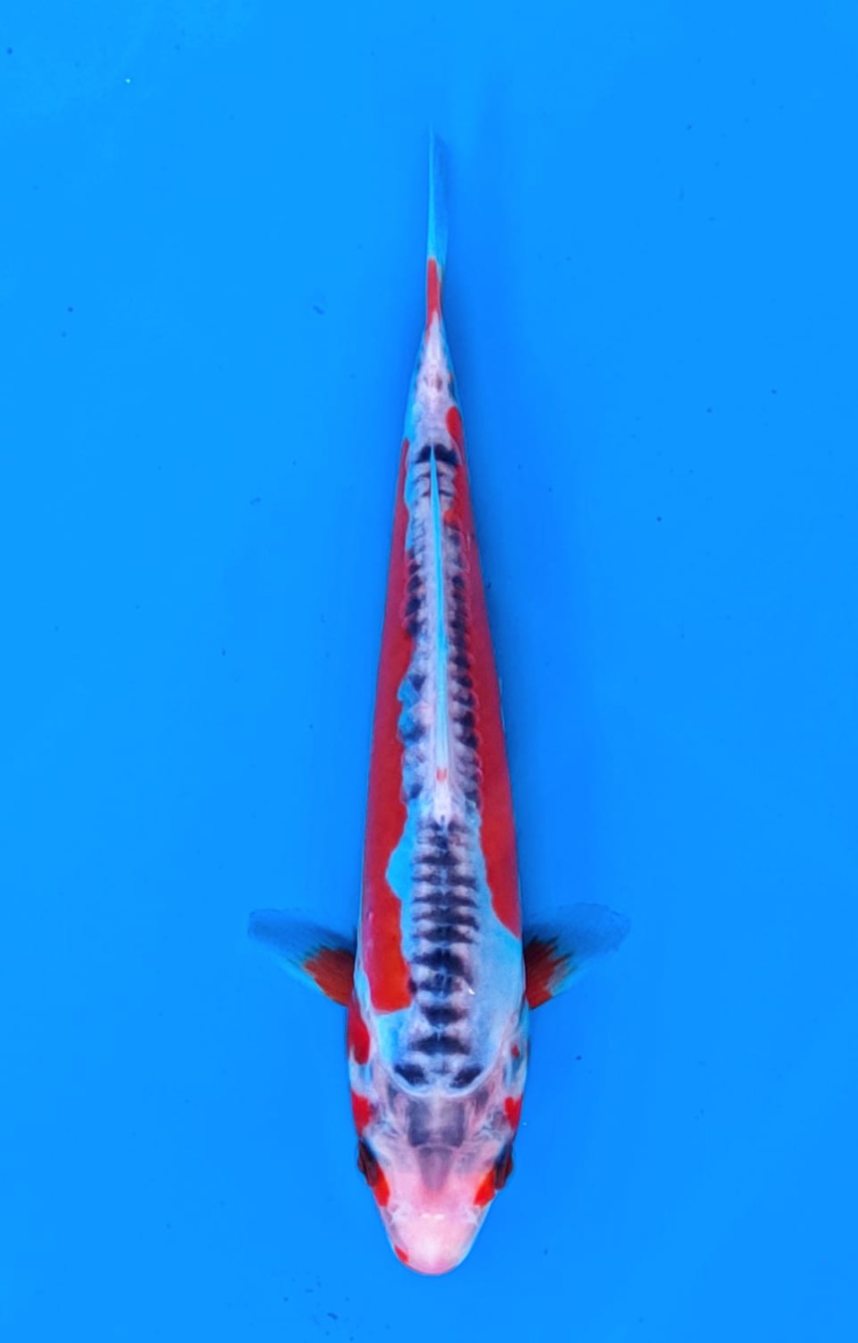 Juara 5
