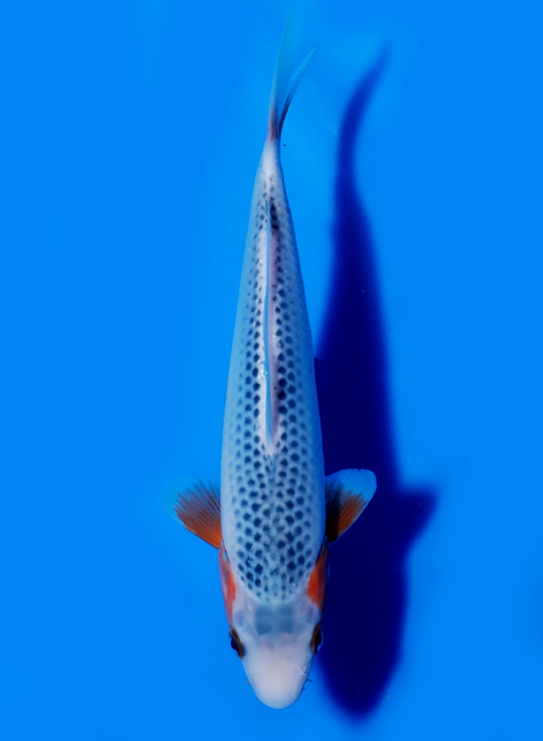 Juara 1