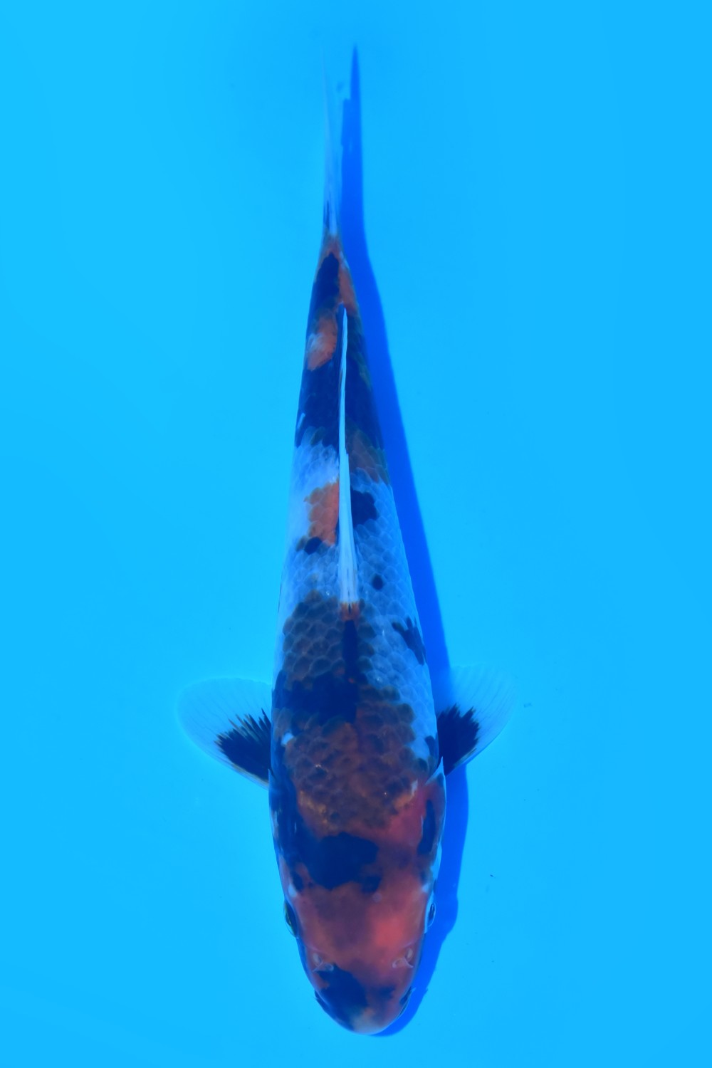 Juara 1