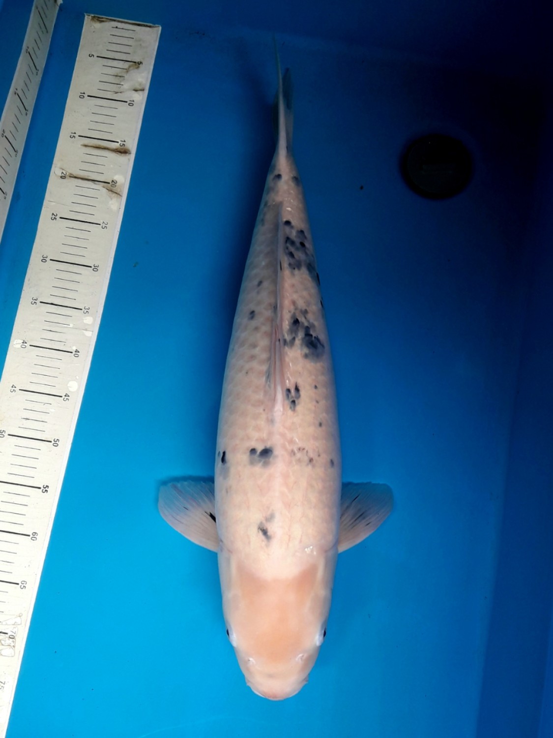 Juara 1