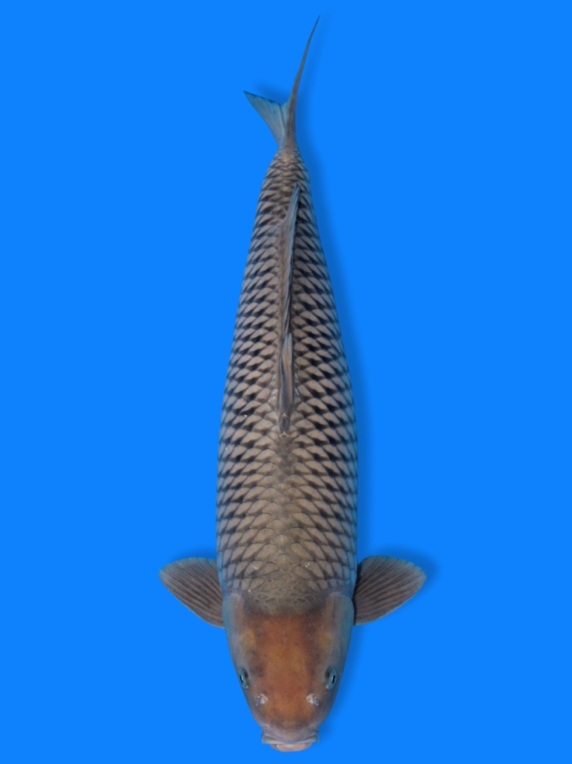 Best In Size E 56-60 cm