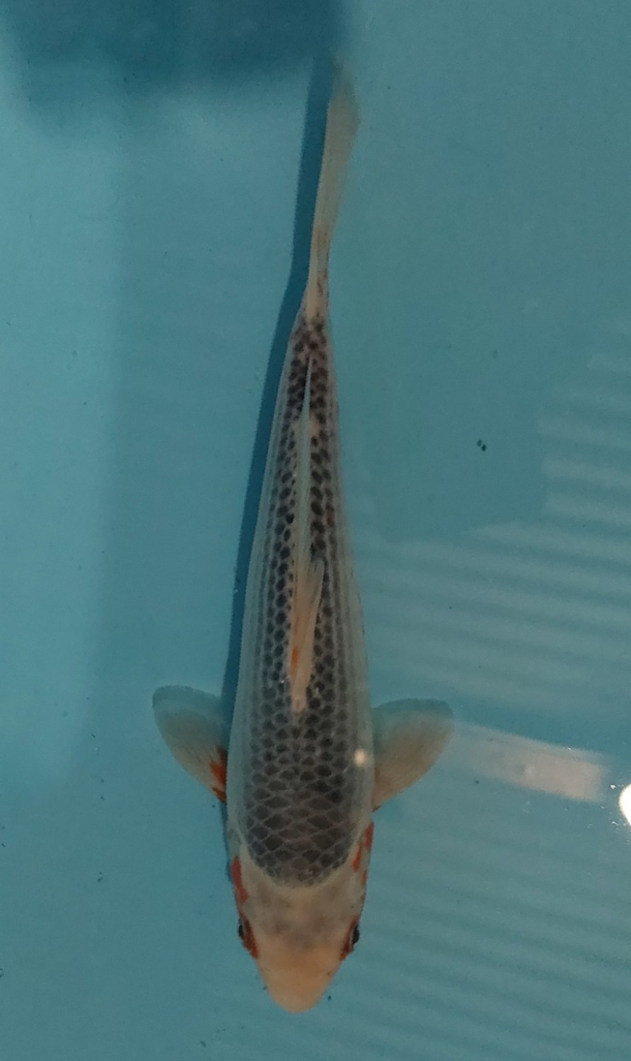 Juara 4