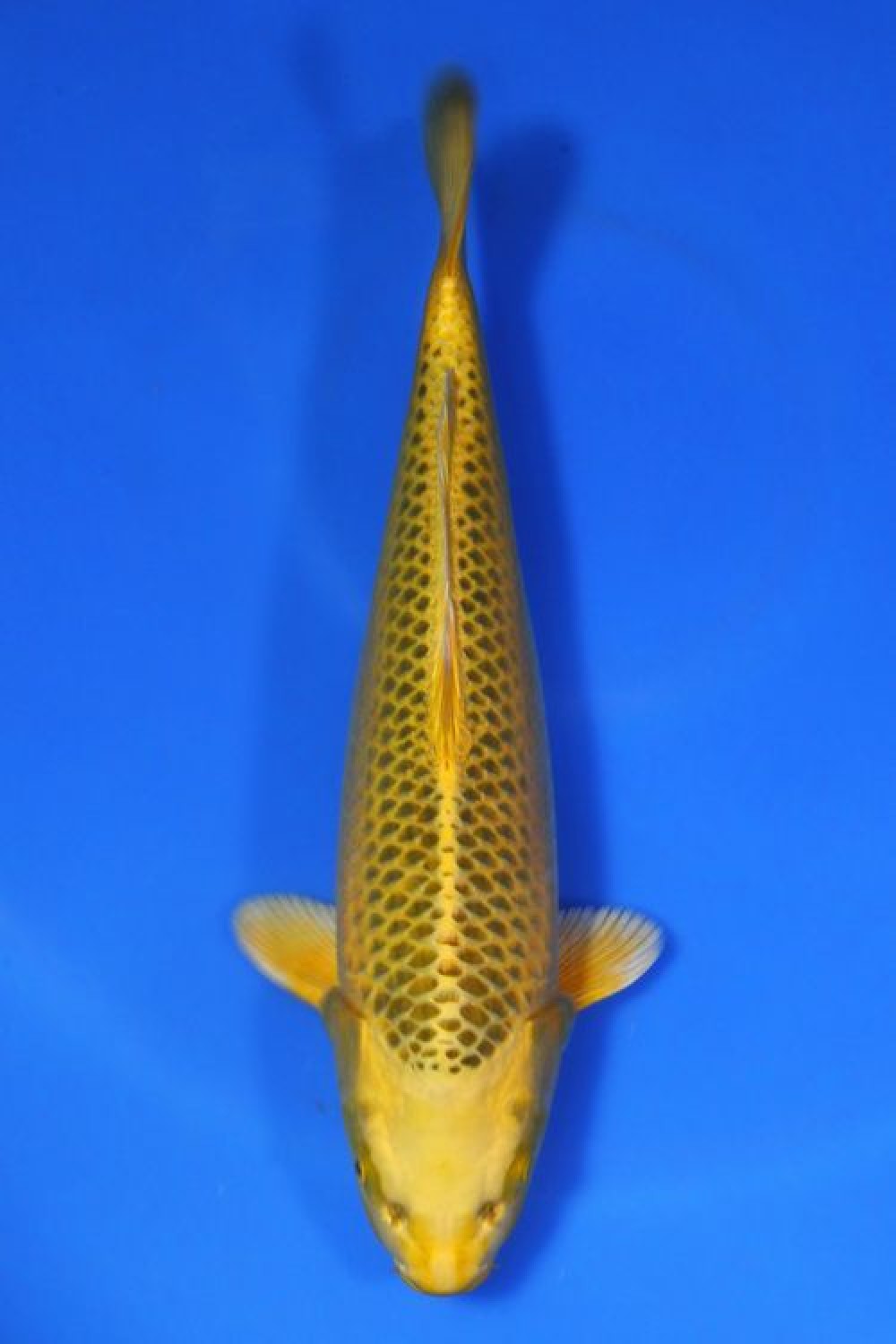 Best In Size E 41-45 cm