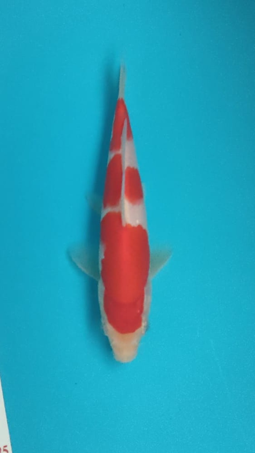 Best In Size A 13 - 15 cm