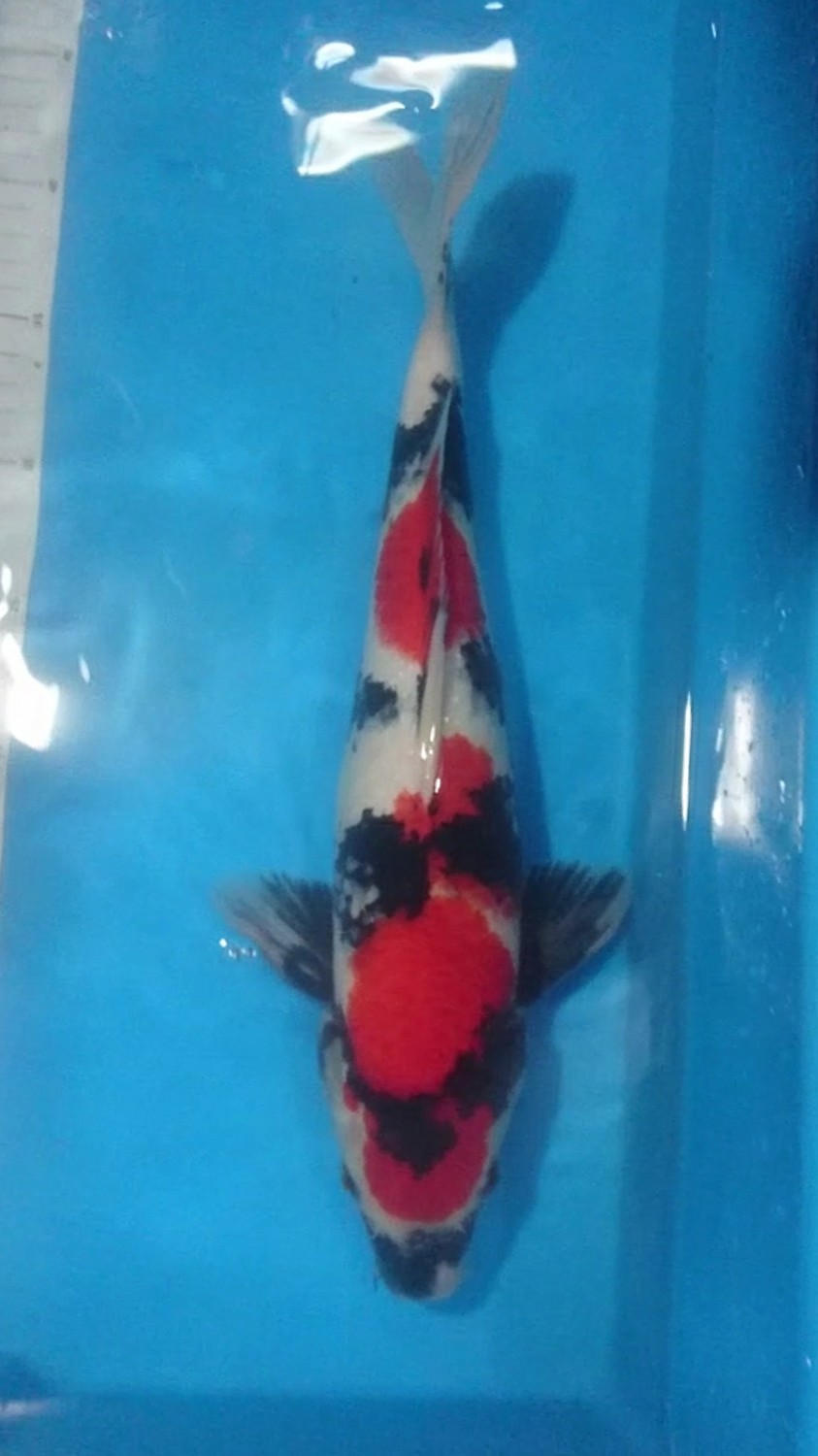 Juara 3