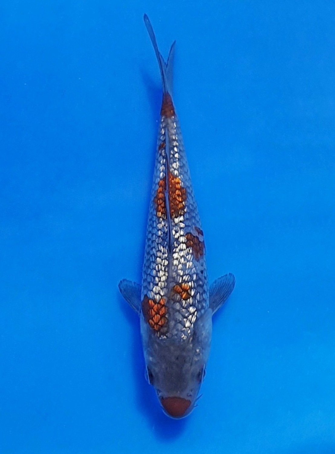 Juara 3