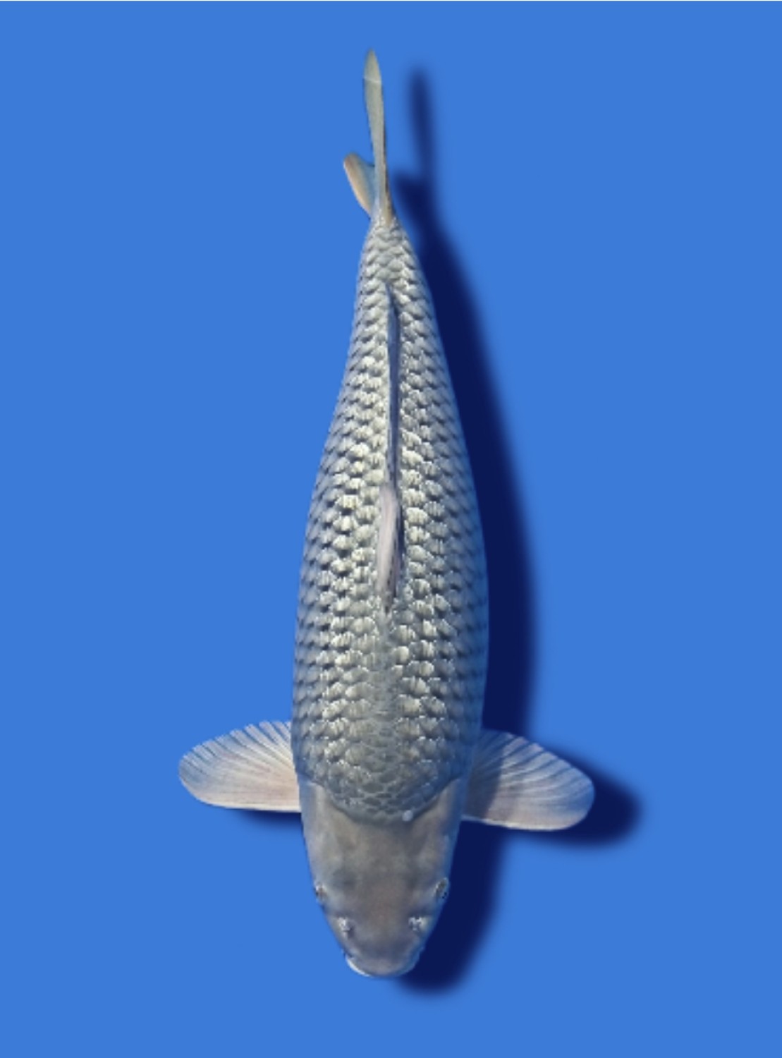 Juara 2