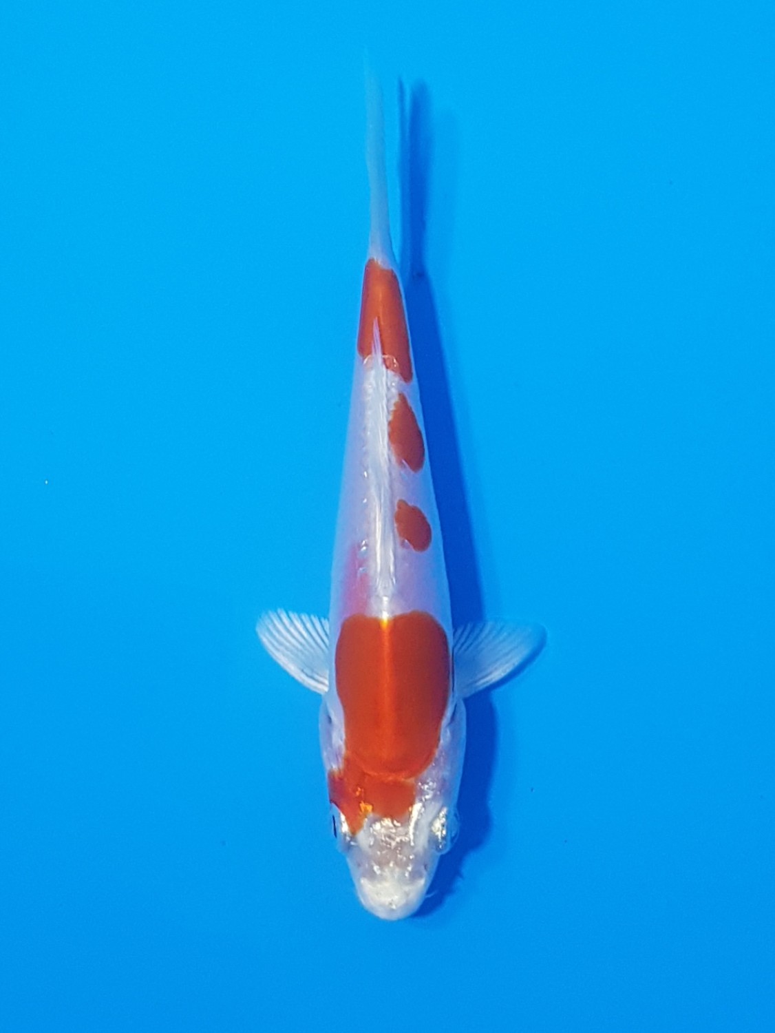 Juara 4