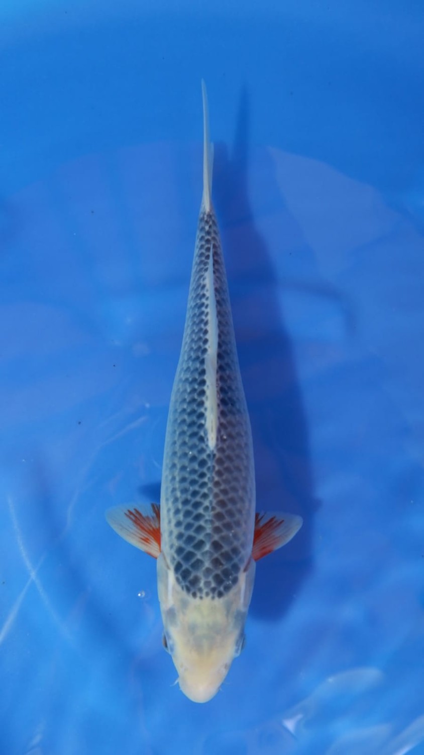 Juara 5