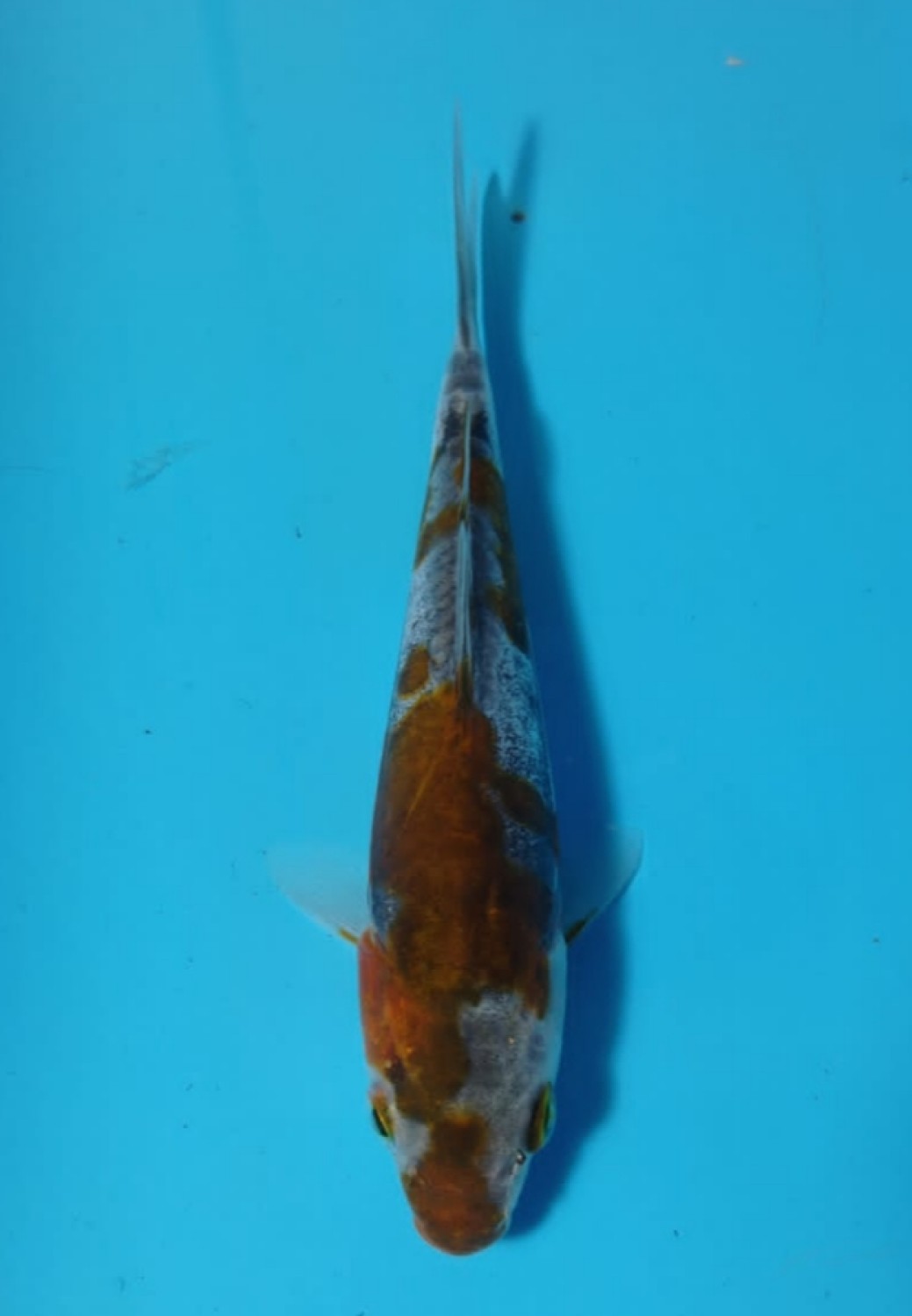 Juara 1