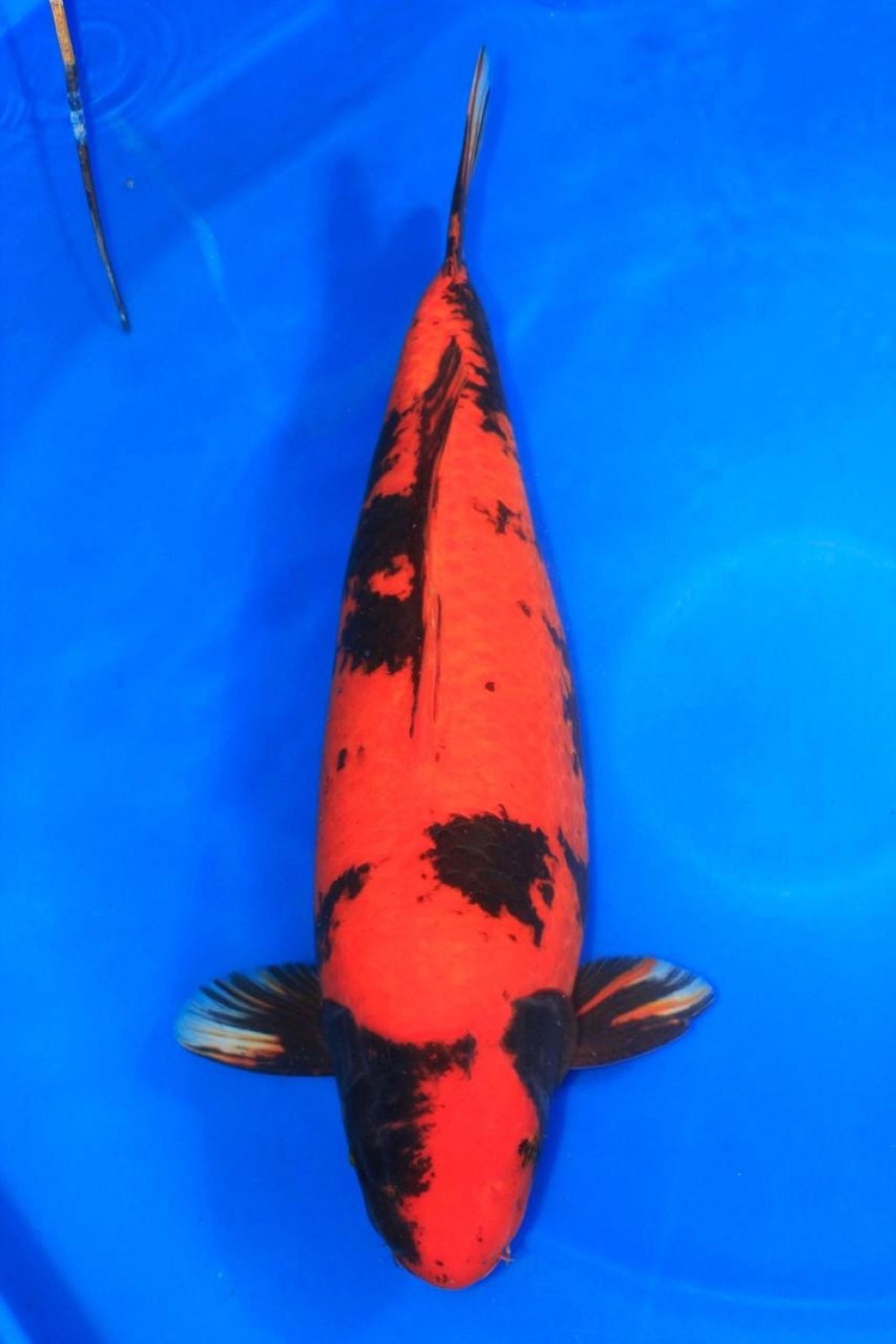 Juara 3