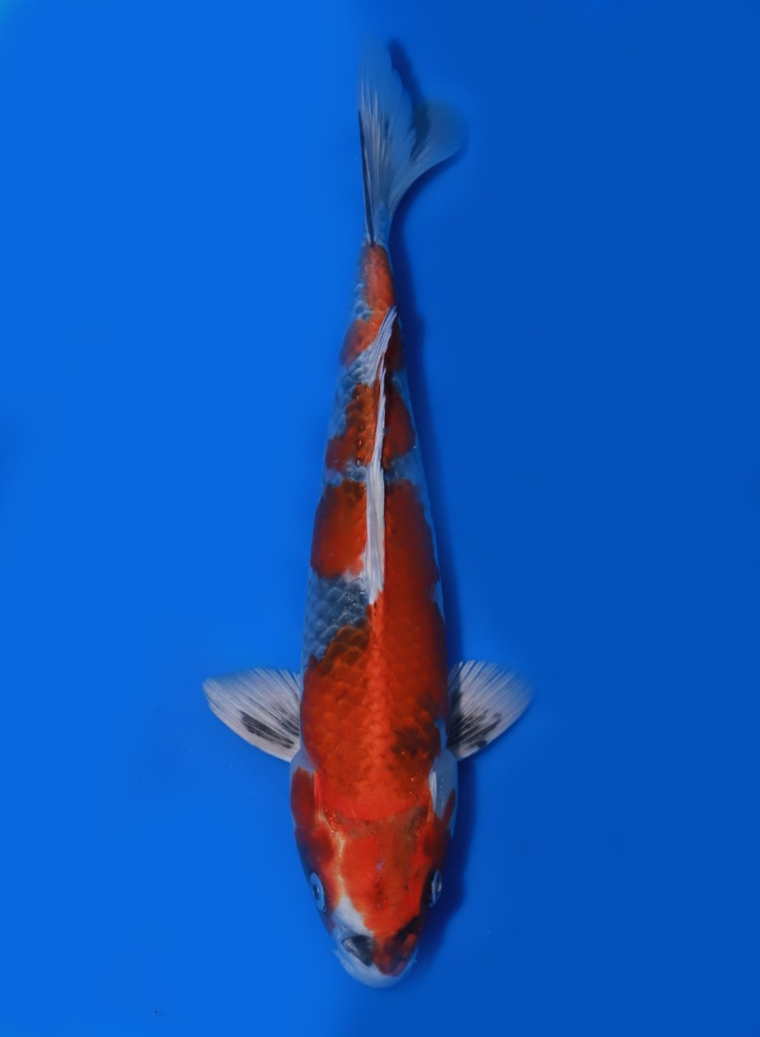 Juara 5