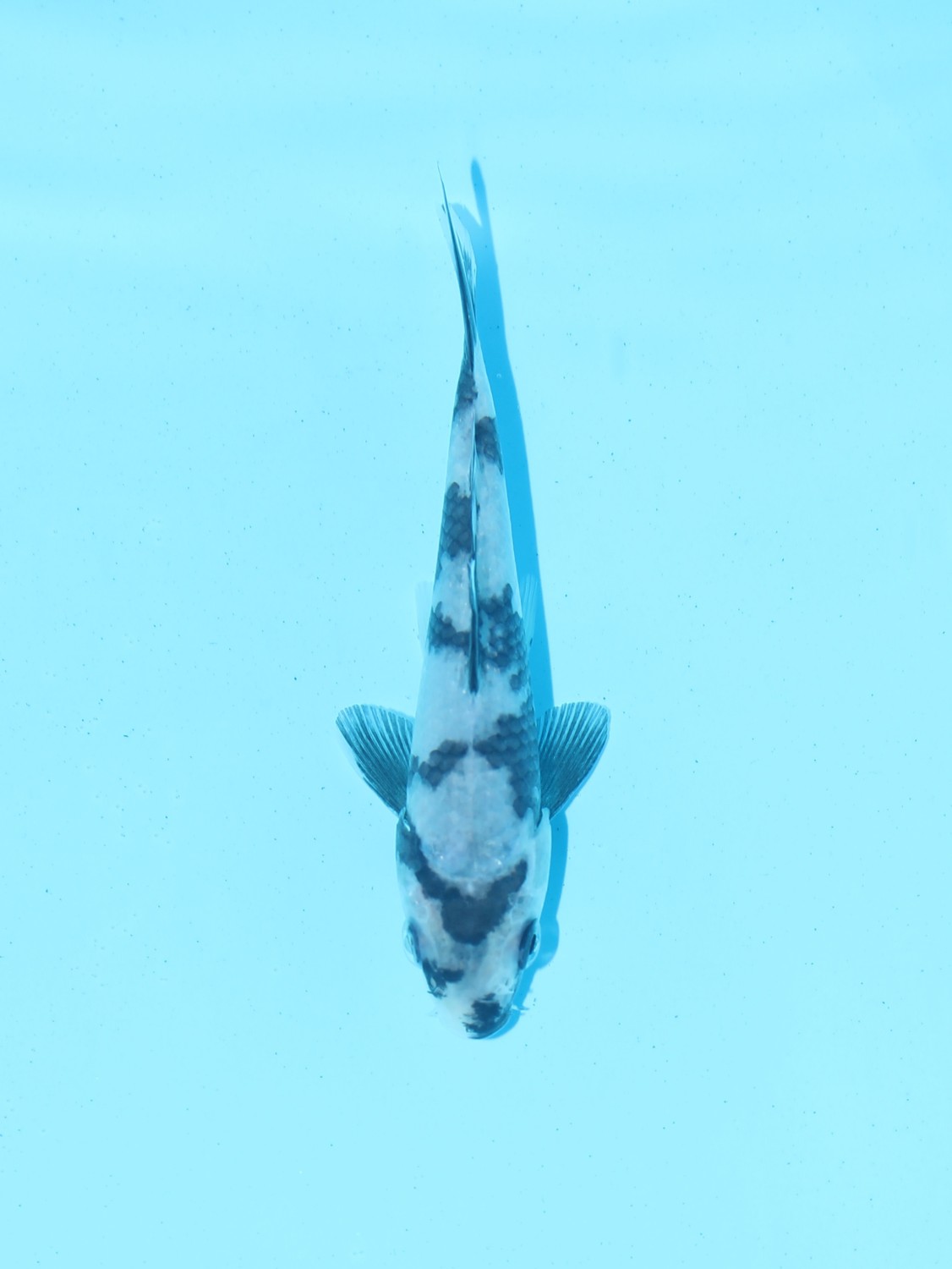 Juara 5