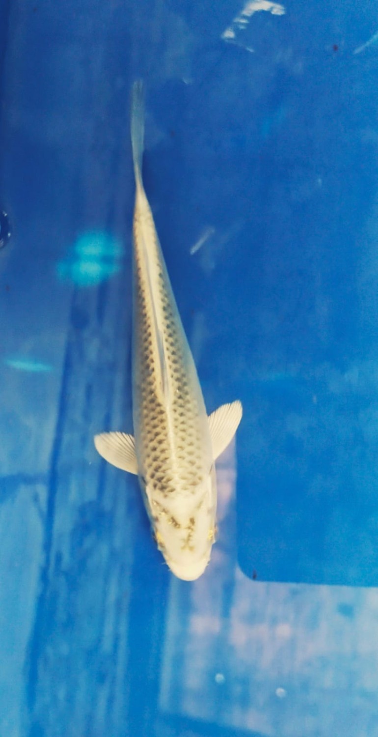 Juara 3