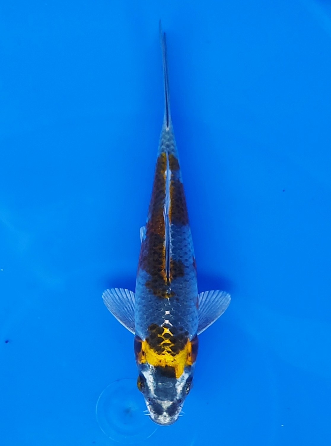 Juara 2
