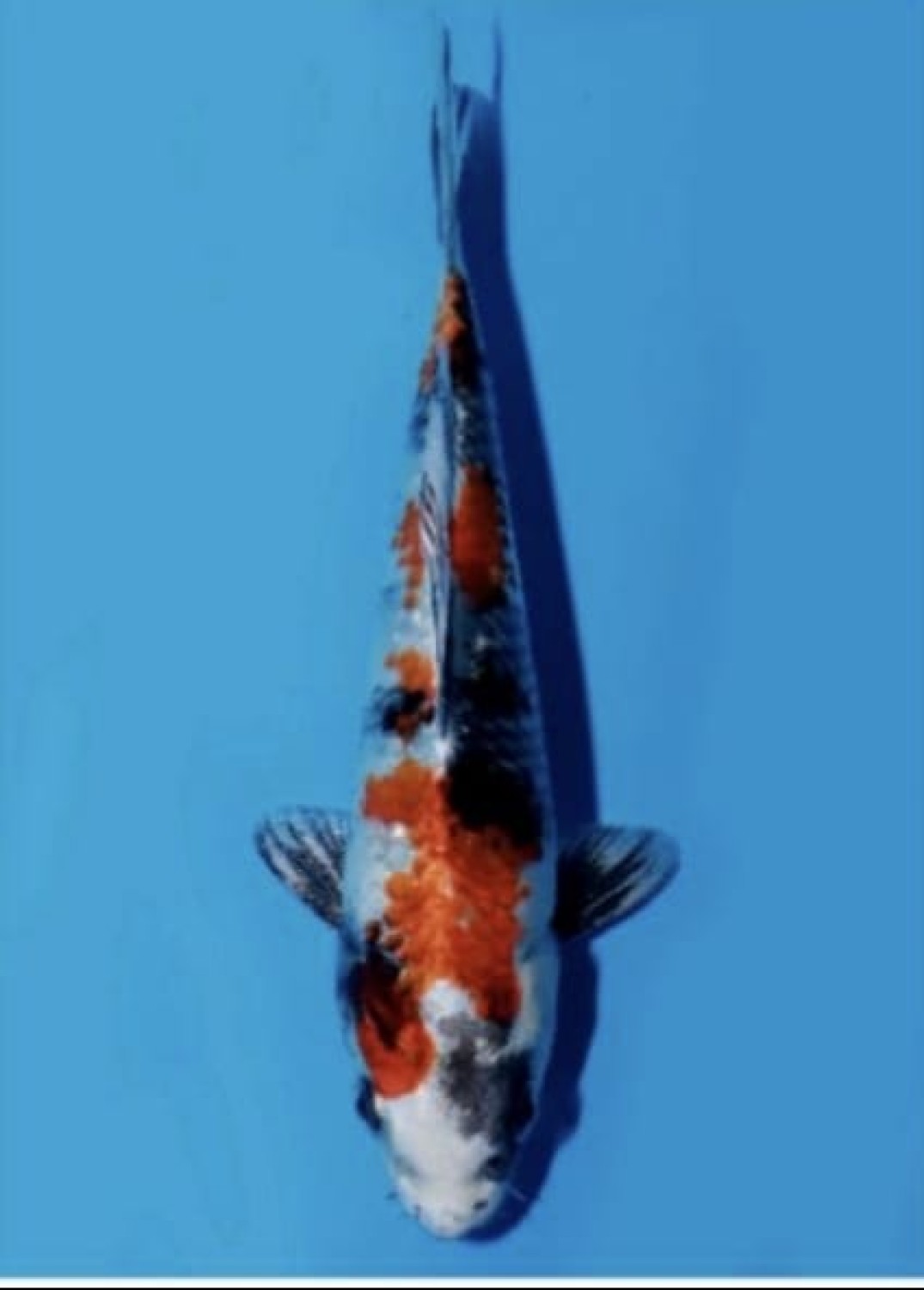 Juara 1