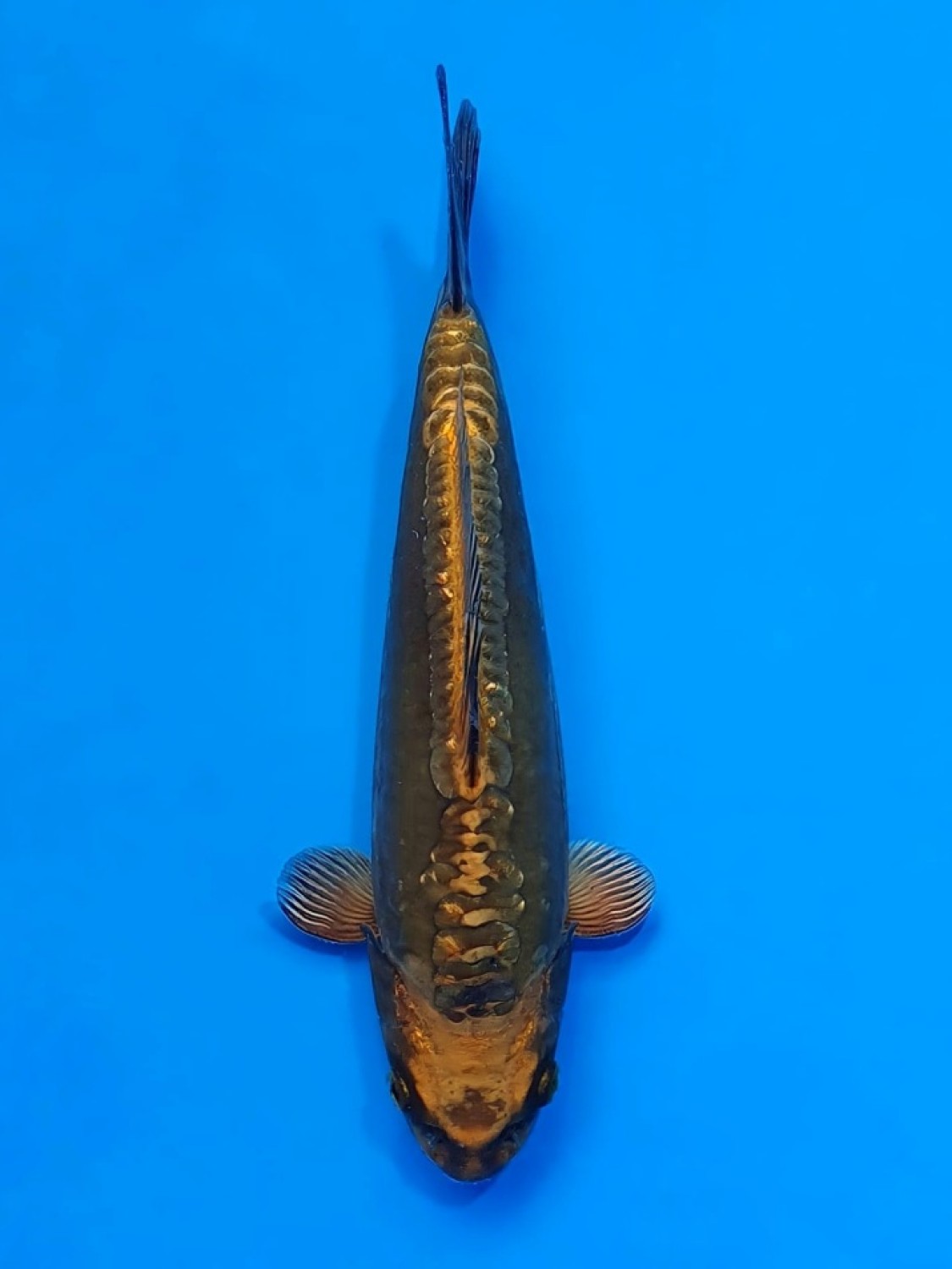 Juara 1