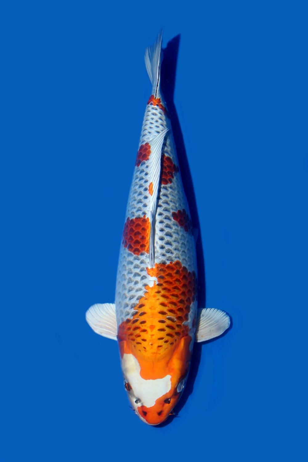 Adult Champion B