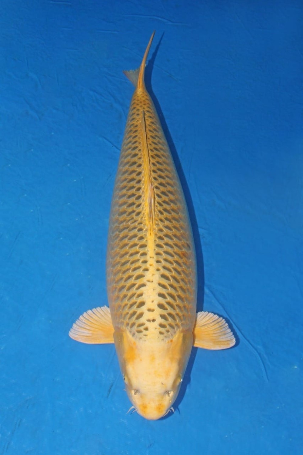 Juara 2
