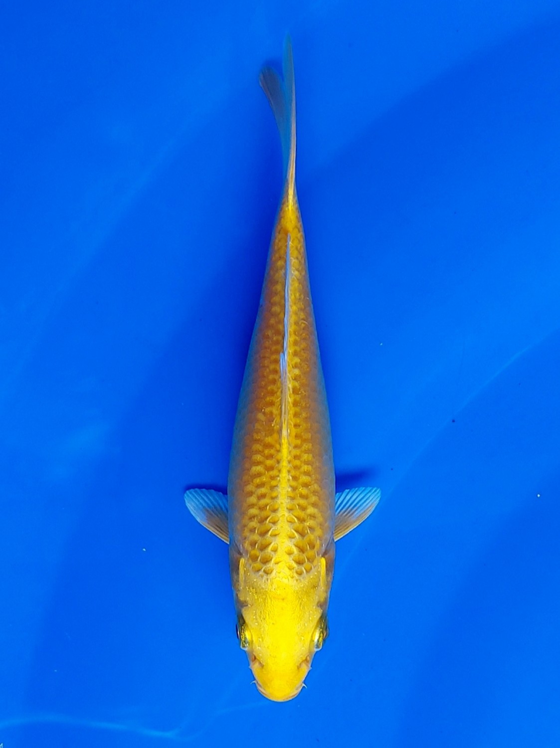 Juara 2