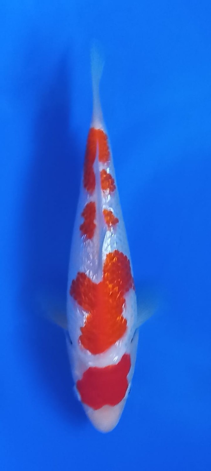Juara 4