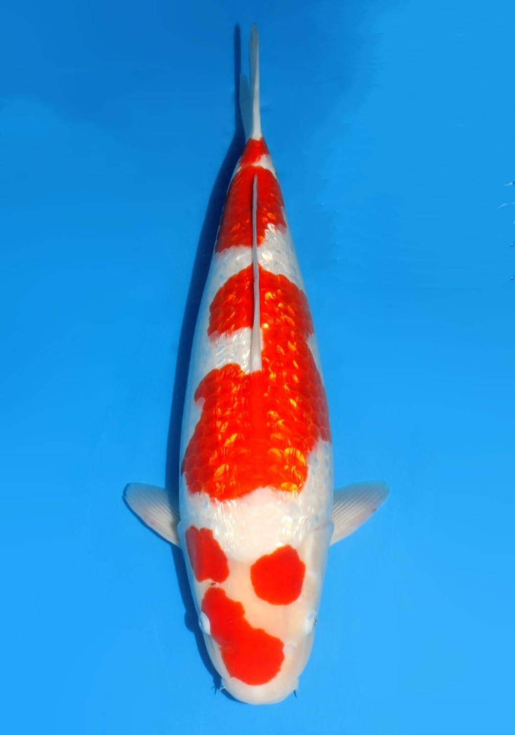 Juara 1
