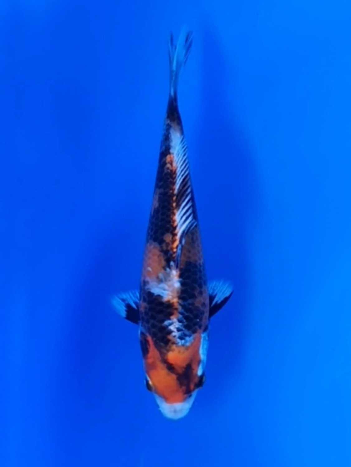 Juara 4