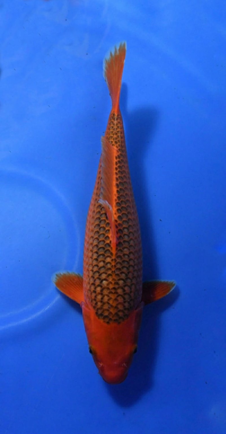 Juara 1