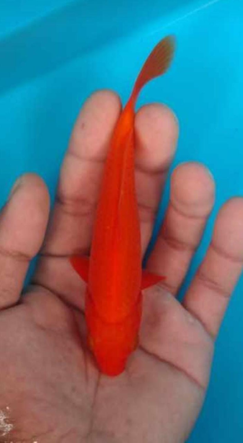 Juara 1